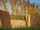 Westwood | Rietmat Tisza | 75 x 200 cm